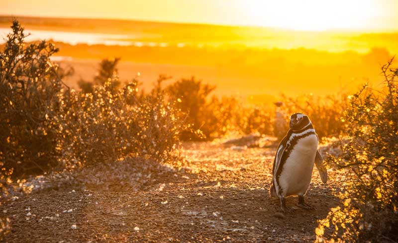 Magellanic Penguins Punto Tombo Patagonia Argentina