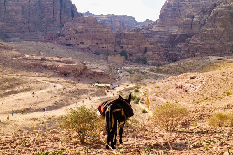 A donkey looks on as tourists walk around Petra