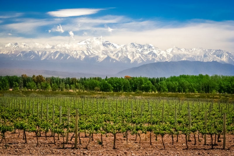 vineyards and mountains near mendoza
