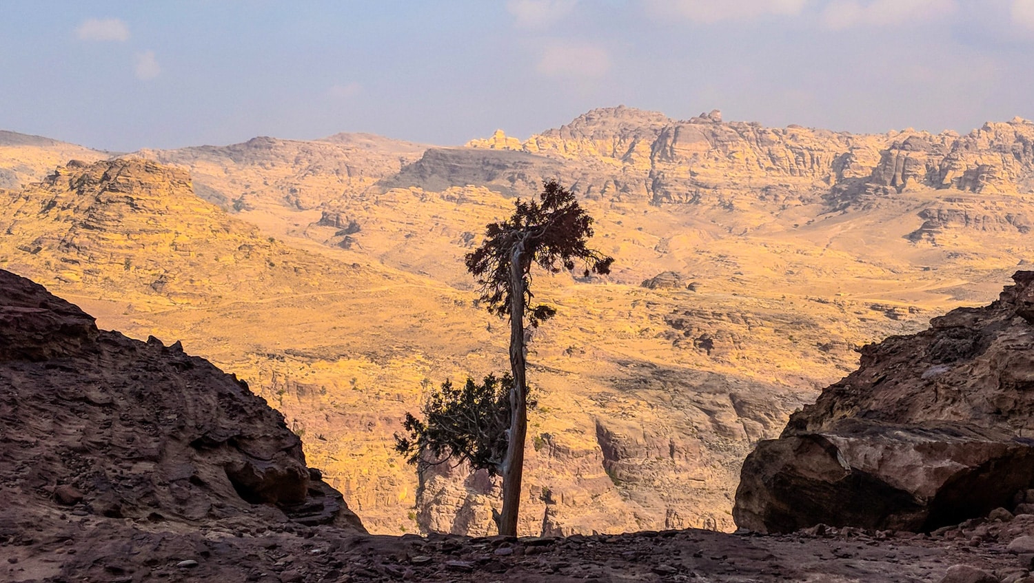 A lonely tree in front of wide valley near Petra Jordan