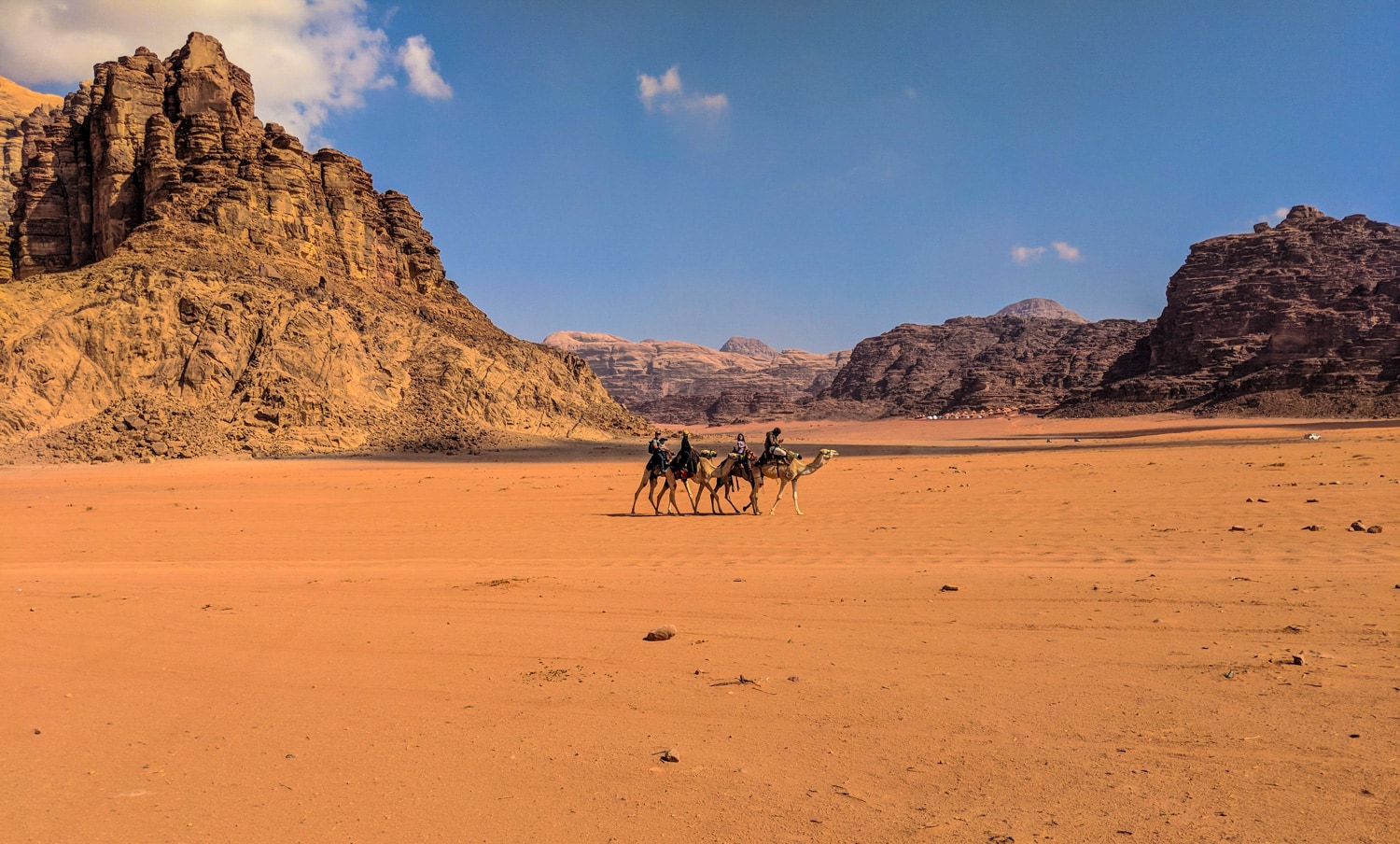Camels in Wadi Rum