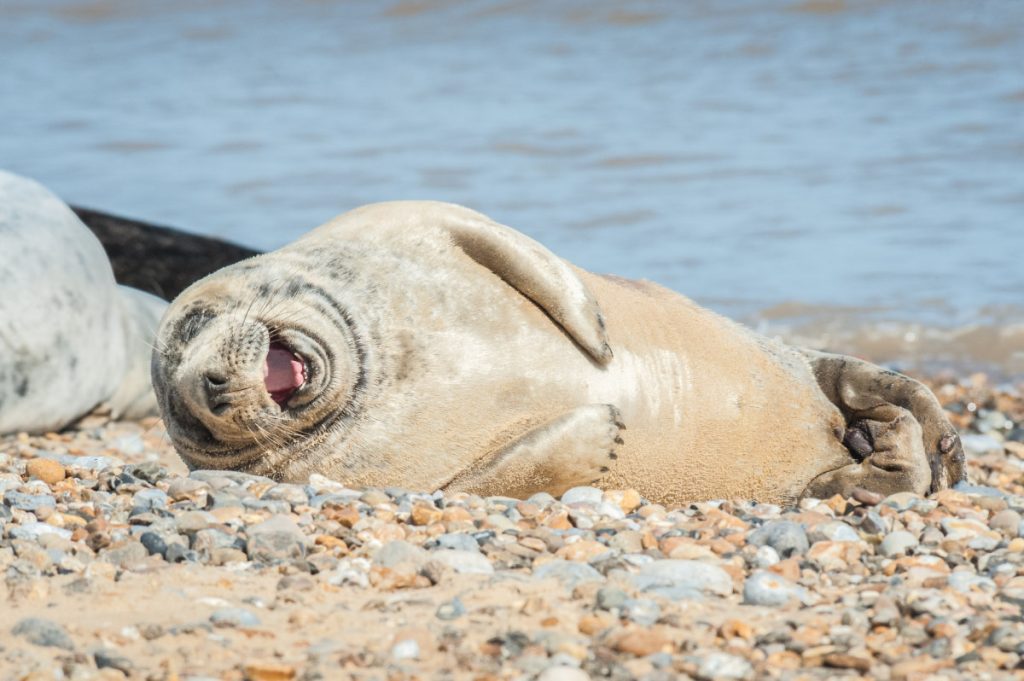 Laughing Seal | Funny Travel