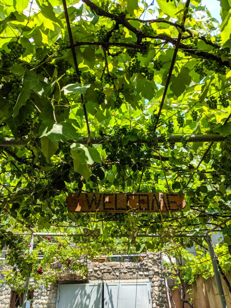 vines in garden of house