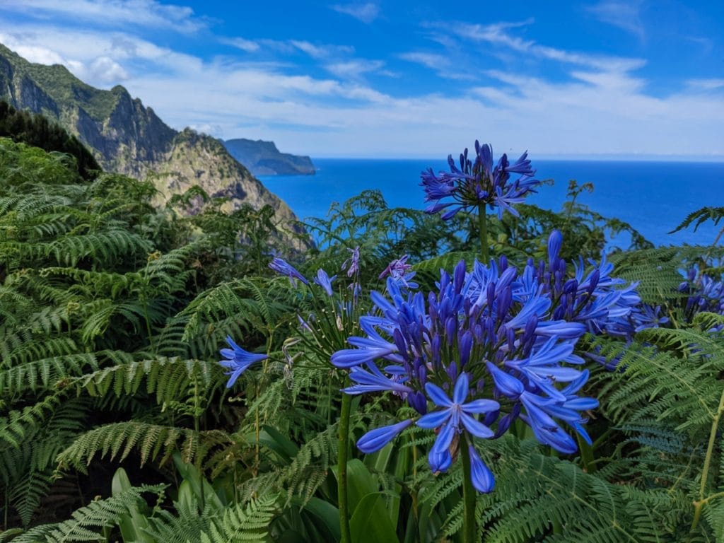 blue flowers and green vegetation north coast madeira 2