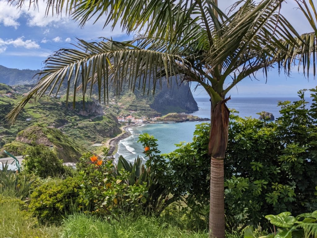 palm tree and porto da cruz